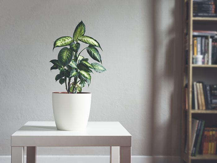 Dieffenbachia o planta de caña tonta en una maceta blanca sobre una mesa blanca en una sala de luz natural con librería, estilo minimalista y escandinavo