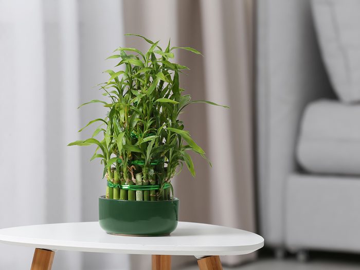 Pot with green bamboo on table in living room