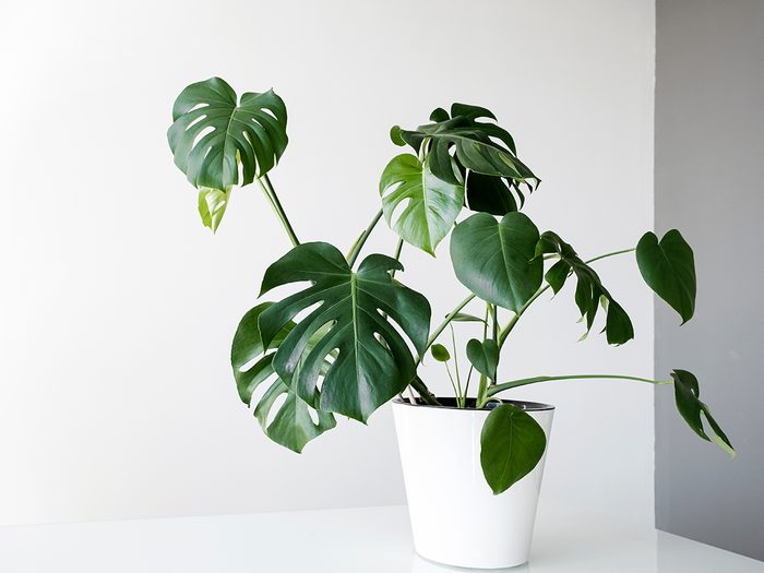 low light indoor plants - Beautiful monstera flower in a white pot stands on a table on a white background. The concept of minimalism. Monstera deliciosa or Swiss cheese plant in pot tropical leaves background