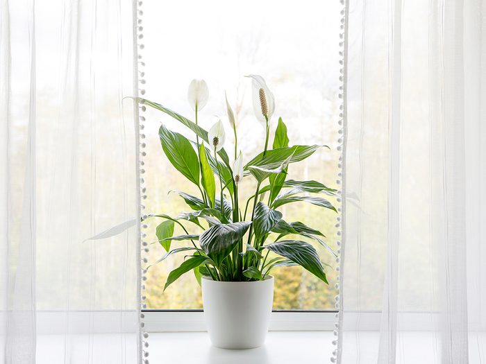 low light indoor plants - Air puryfing house plants in home concept. Spathiphyllum are commonly known as spath or peace lilies growing in pot in home room and cleaning indoor air.
