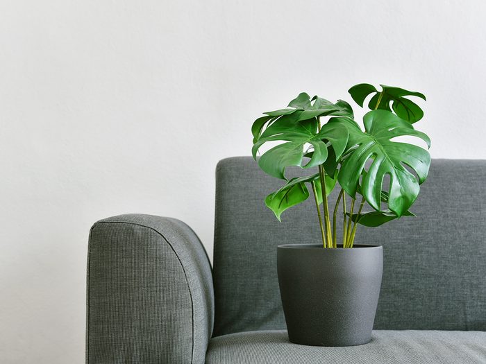 low light indoor plants - Artificial plant, Philodendron monstera planted on sofa, Indoor tropical houseplant for home and living room interior.