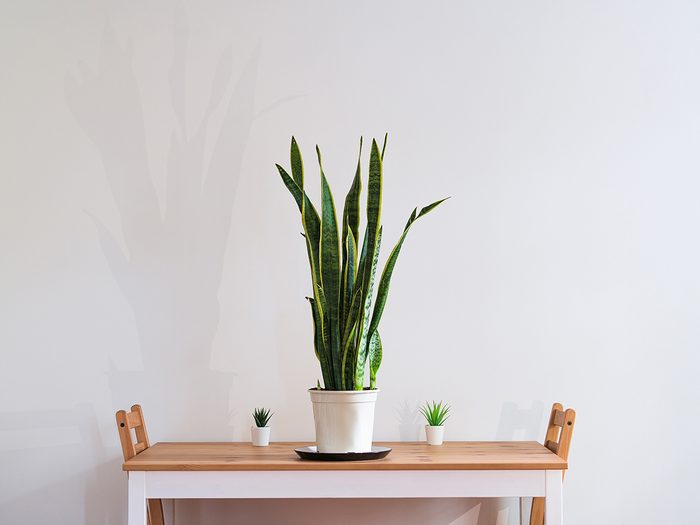 Planta de la casa Sansevieria en una mesa de cocina moderna con paredes blancas, idea de diseño de interiores para la sala de estar del apartamento