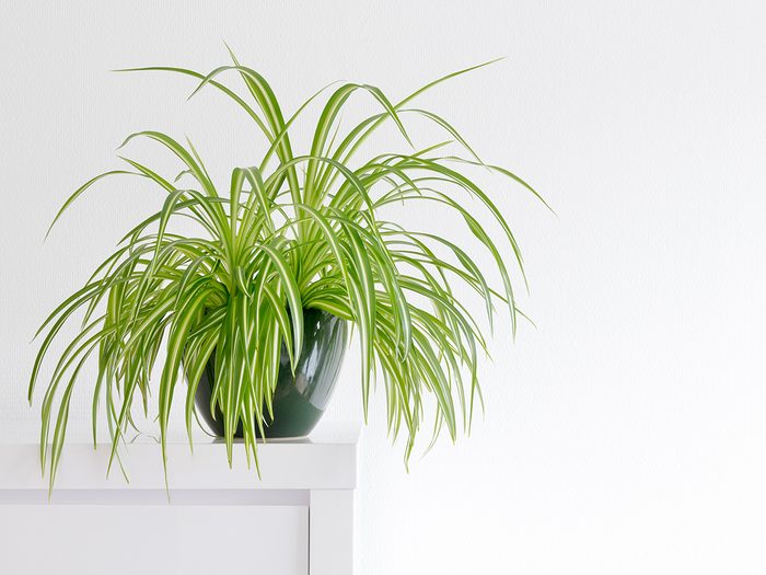 plantas de interior con poca luz - planta de interior, Chlorophytum comosum frente a una pared clara en una maceta verde, planta de interior, planta de interior