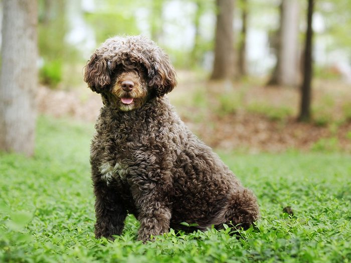 Most popular dog breed in Canada - Portuguese water dog