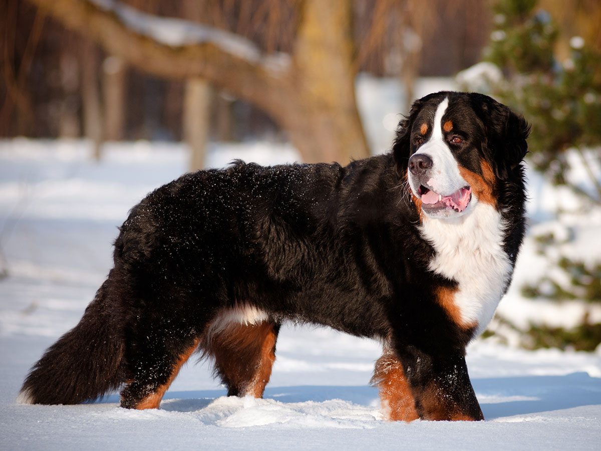 Most popular dog breeds in Canada - Bernese Mountain Dog