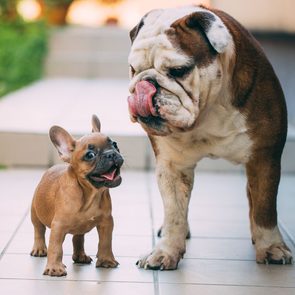 Most popular dog breeds in Canada - Frenchie