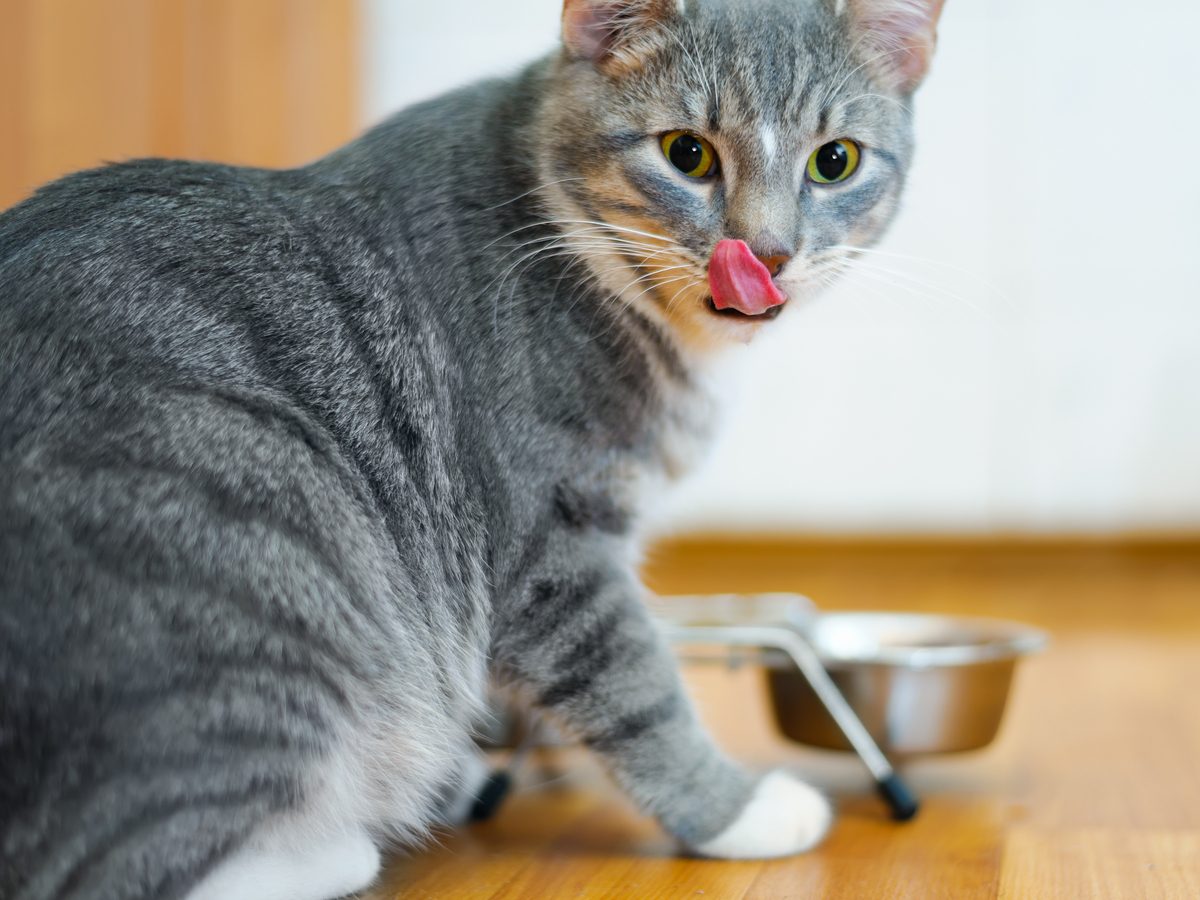 Young cat after eating food from a plate