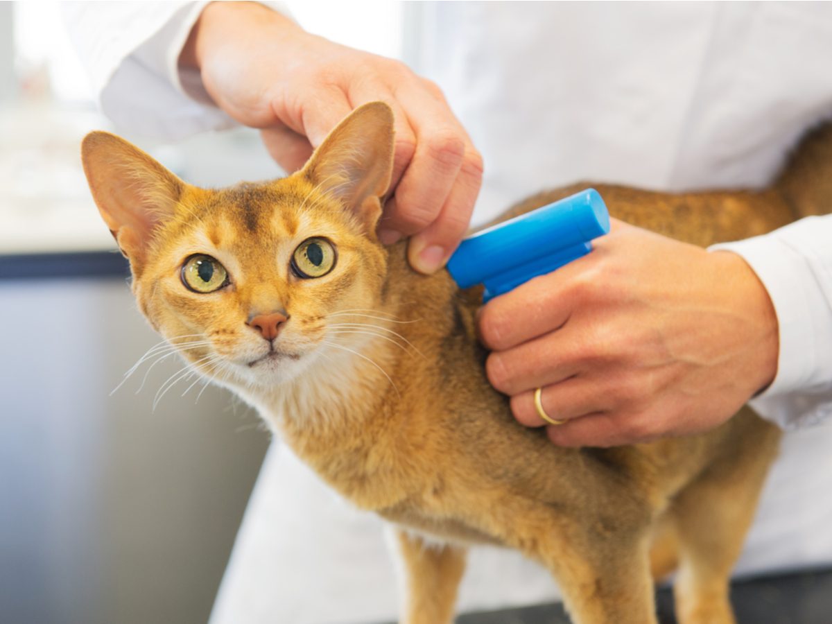 Implanting cat with microchip