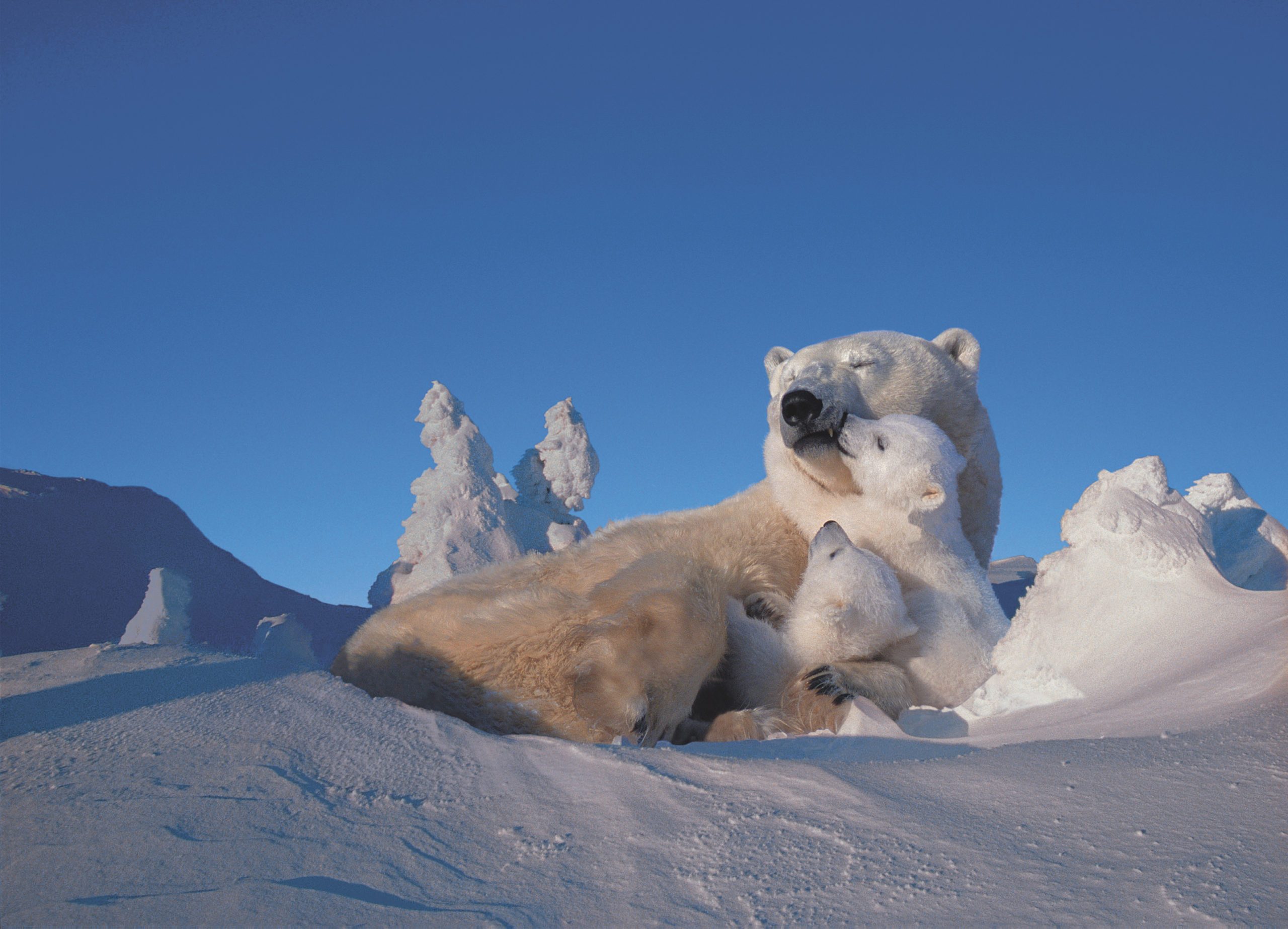 Polar Bear and Cubs Resting