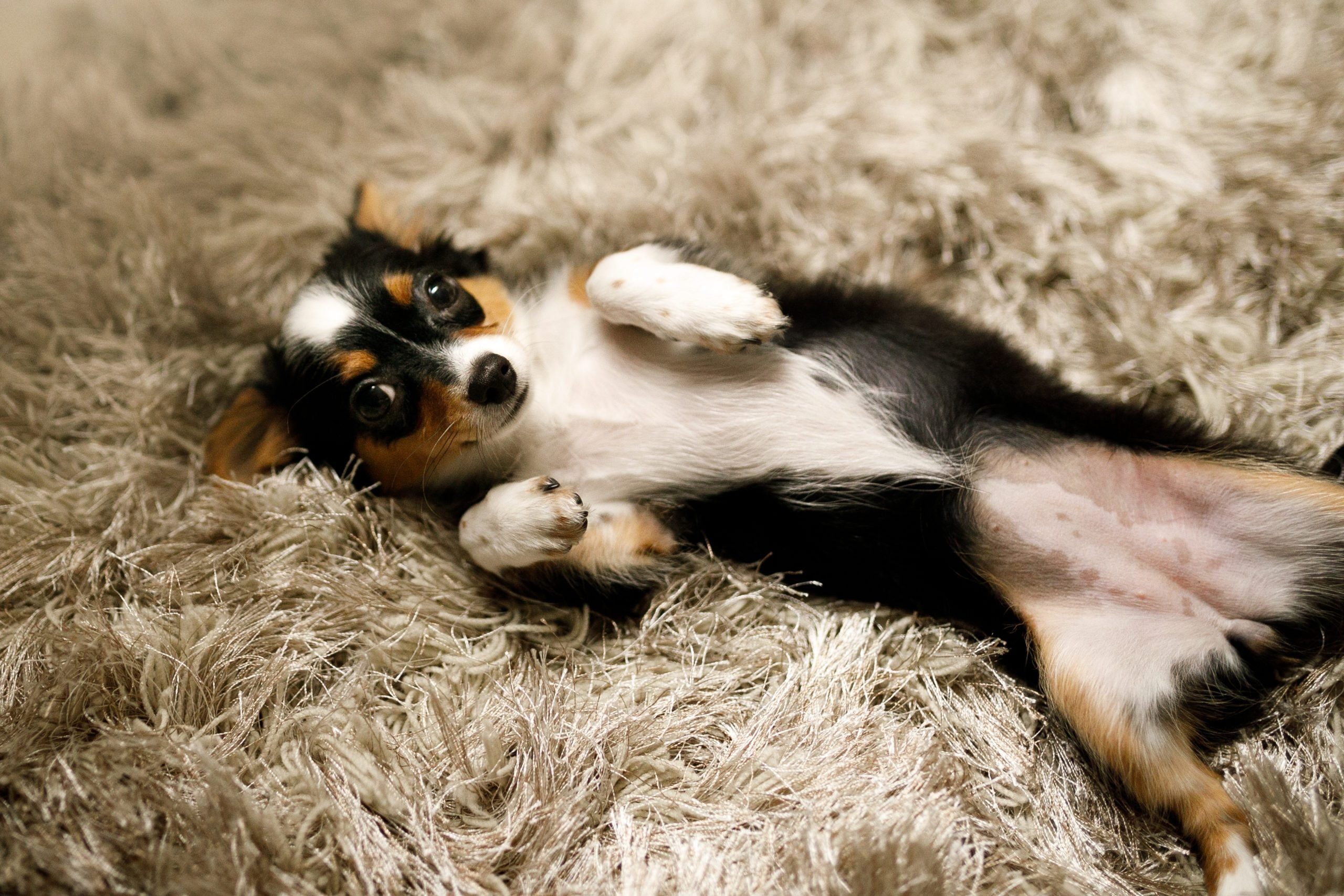 Chihuahua puppy asking for belly rubs