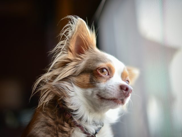 Longest living dog breeds - Chihuahua