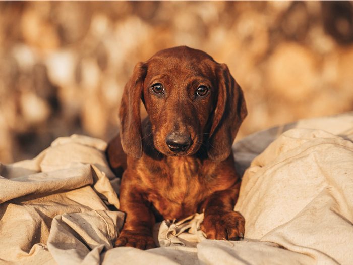 Longest living dog breeds - Dachshund