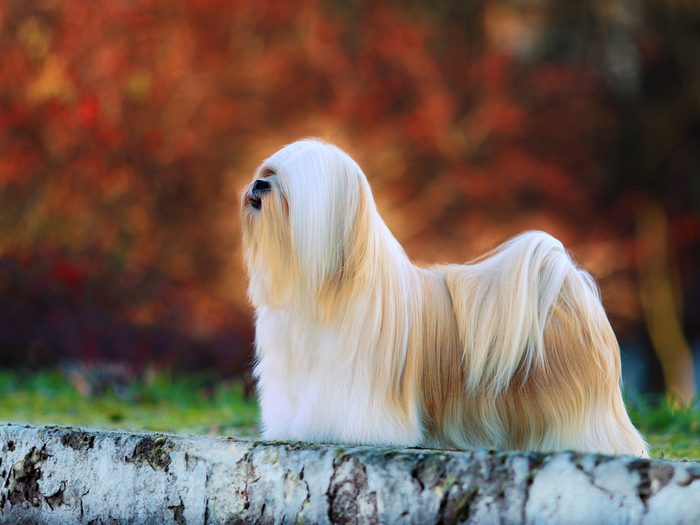 Dog Breeds That Live The Longest Lhasa Apso
