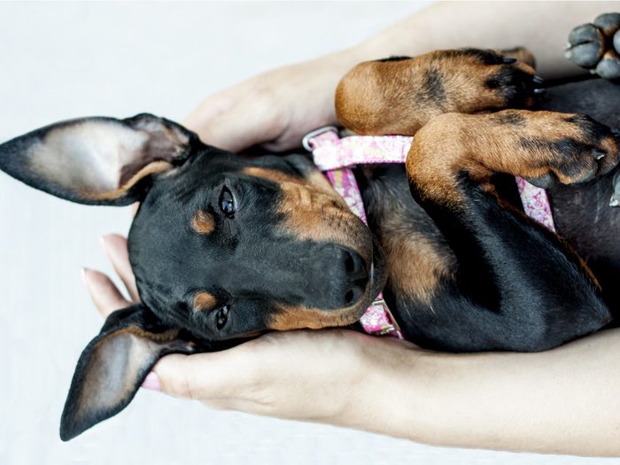 Dog Breeds That Live The Longest Manchester Terrier