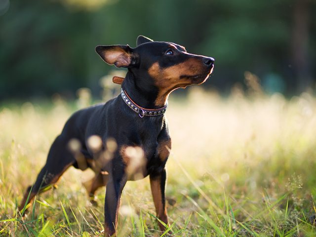 Dog Breeds That Live The Longest Miniature Pinscher