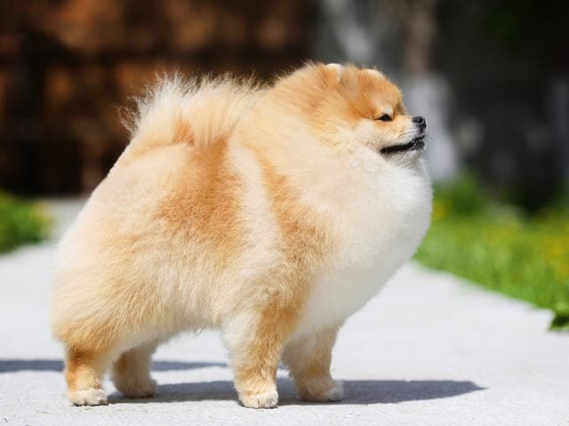 Dog Breeds That Live The Longest Pomeranian