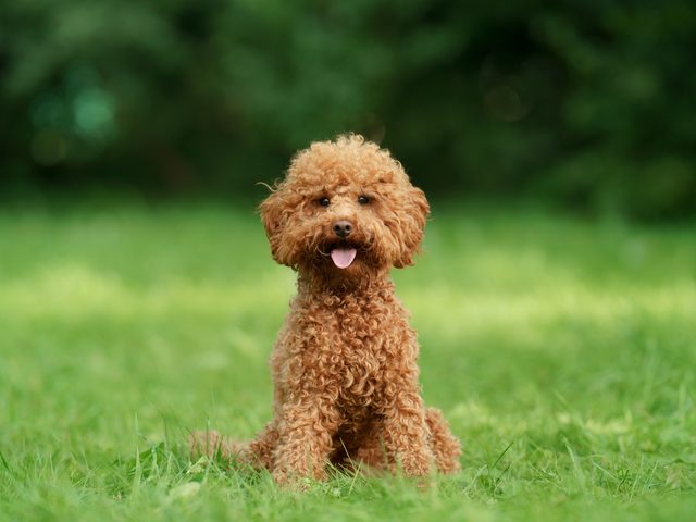Dog Breeds That Live The Longest Poodle Toy