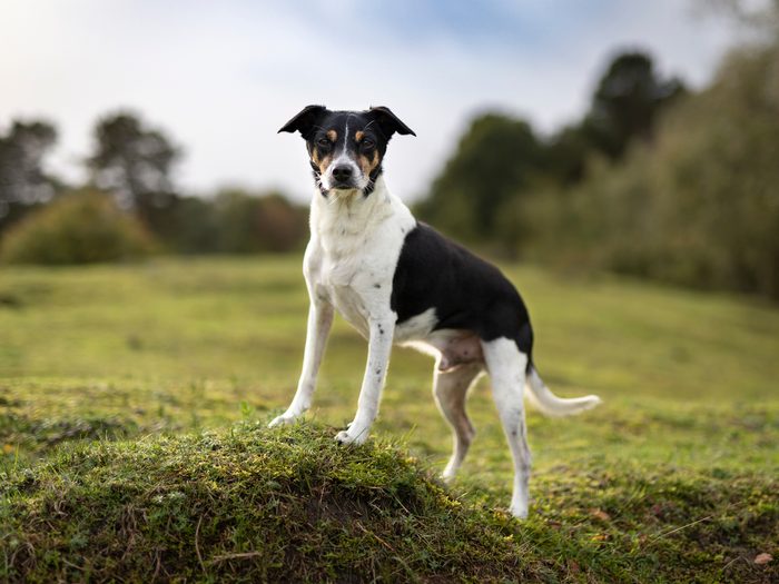 Dog Breeds That Live The Longest Rat Terrier