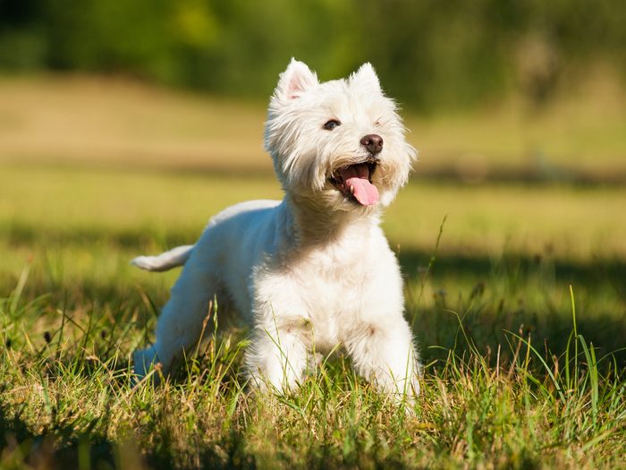 Dog Breeds That Live The Longest West Highland White Terrier
