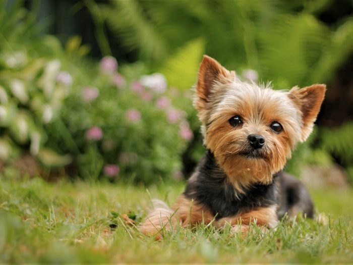 Dog Breeds That Live The Longest Yorkshire Terrier