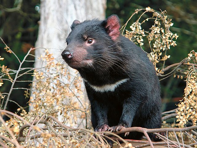 Good News Stories - Tasmanian Devil