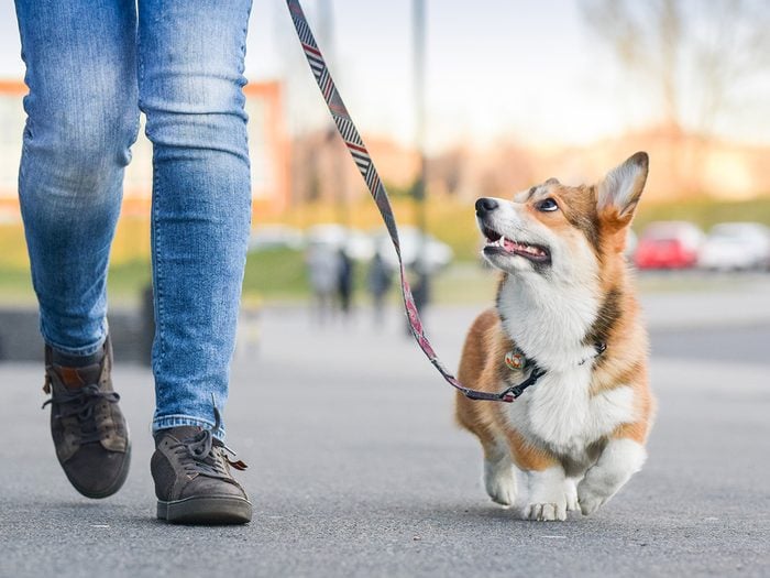 How to lose weight without exercise - walking the dog