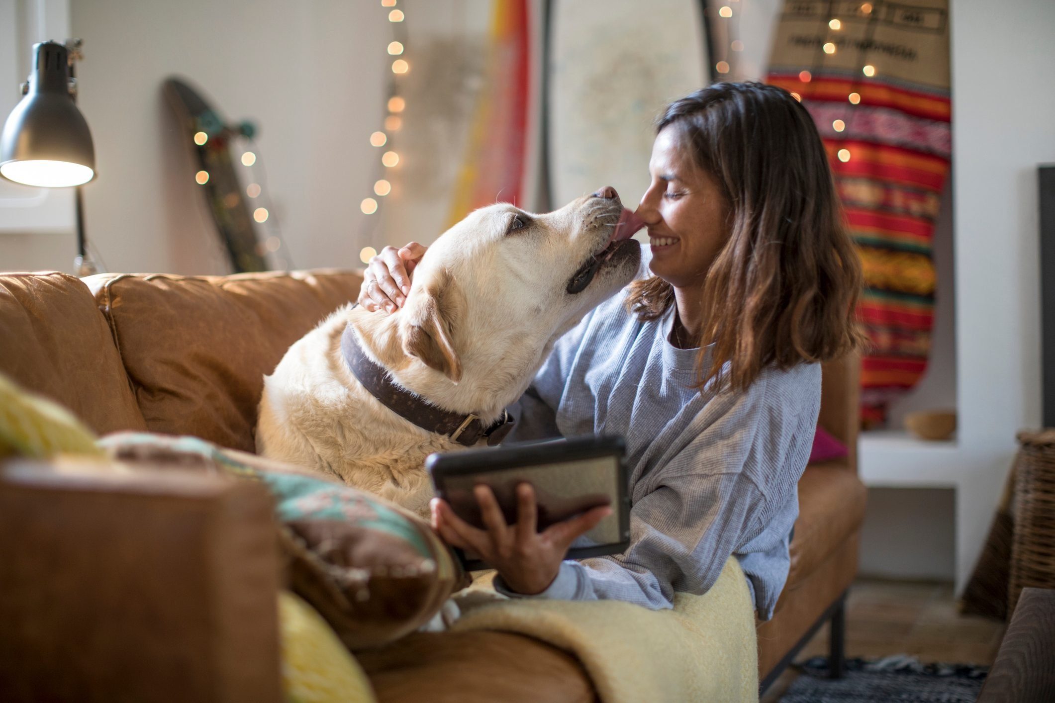 Labrador retriever licking young woman's face on living room sofa