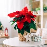 How to Care For Your Poinsettia After the Holidays