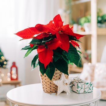 How to care for poinsettias - red poinsettia on side table
