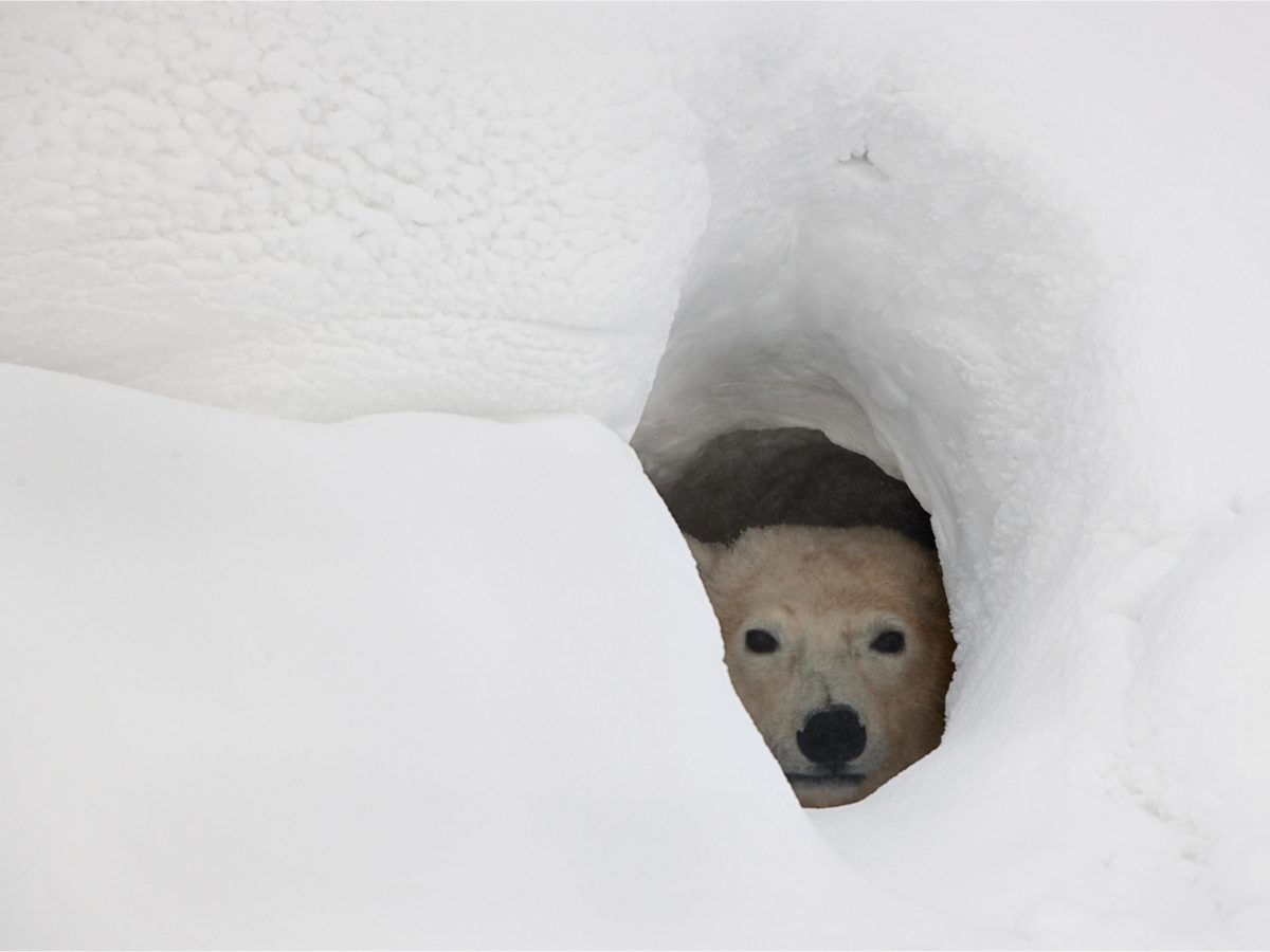 Polar Bear peeking out of den