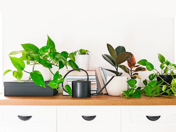 Different houseplants, pile of books and black watering can arranged on the wooden shelf. Scandinavina interiors detail; Shutterstock ID 1314596762; Use (Print or Web): Print; Client/Licensee: BNB DJ21; Job: BNB DJ21; Other: Sharon Nelson