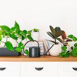 How to Get Rid of Indoor Plant Bugs