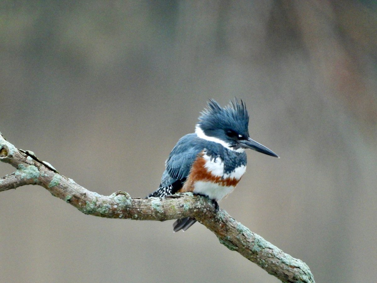 My Happy Place - Belted Kingfisher