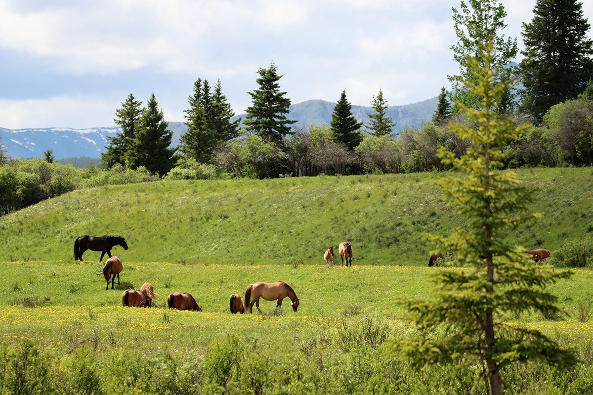 My Happy Place - Horses In Alberta