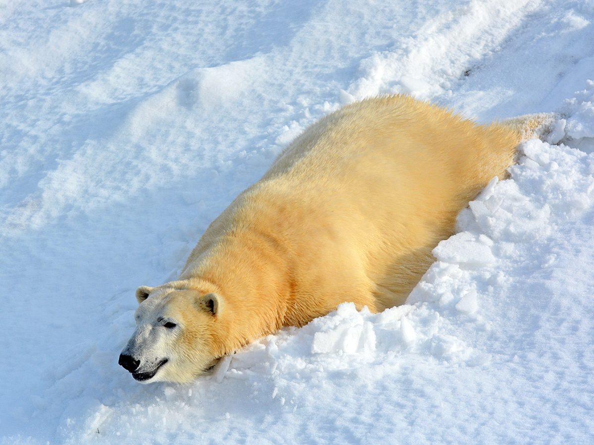 My Happy Place - Toronto Zoo Polar Bear
