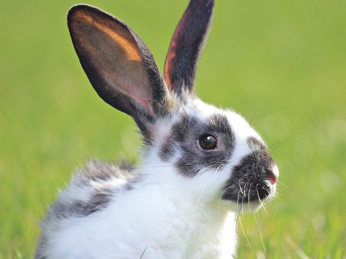 A Rabbit On Green Grass