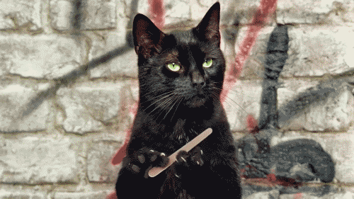 The Purr-fect Cat GIF For Every Situation | Reader's Digest Canada