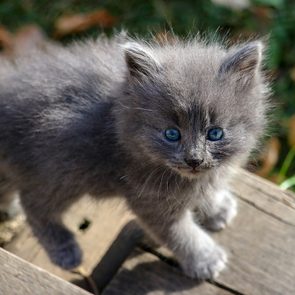 Pandemic Pet Adoption - Grey Kitty