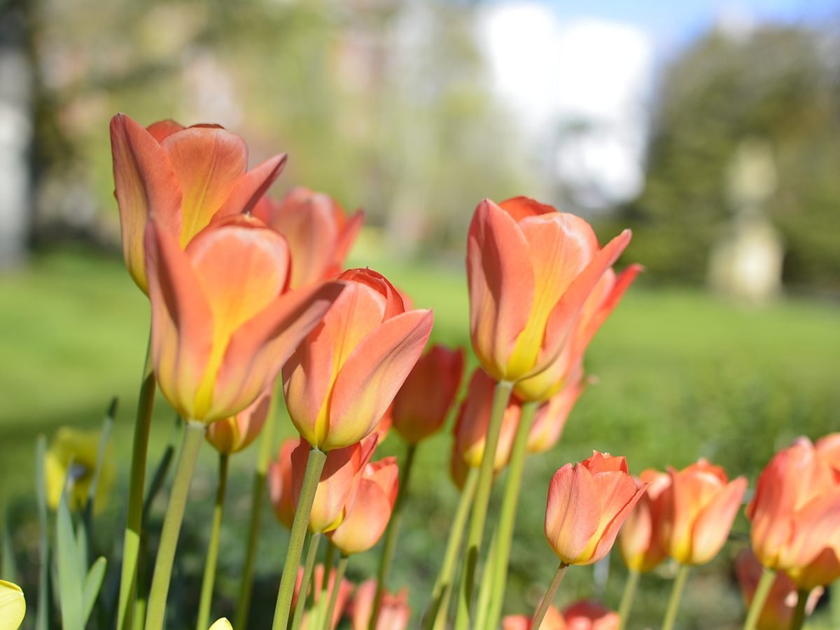 spring forecast Canada - tulips in Halifax