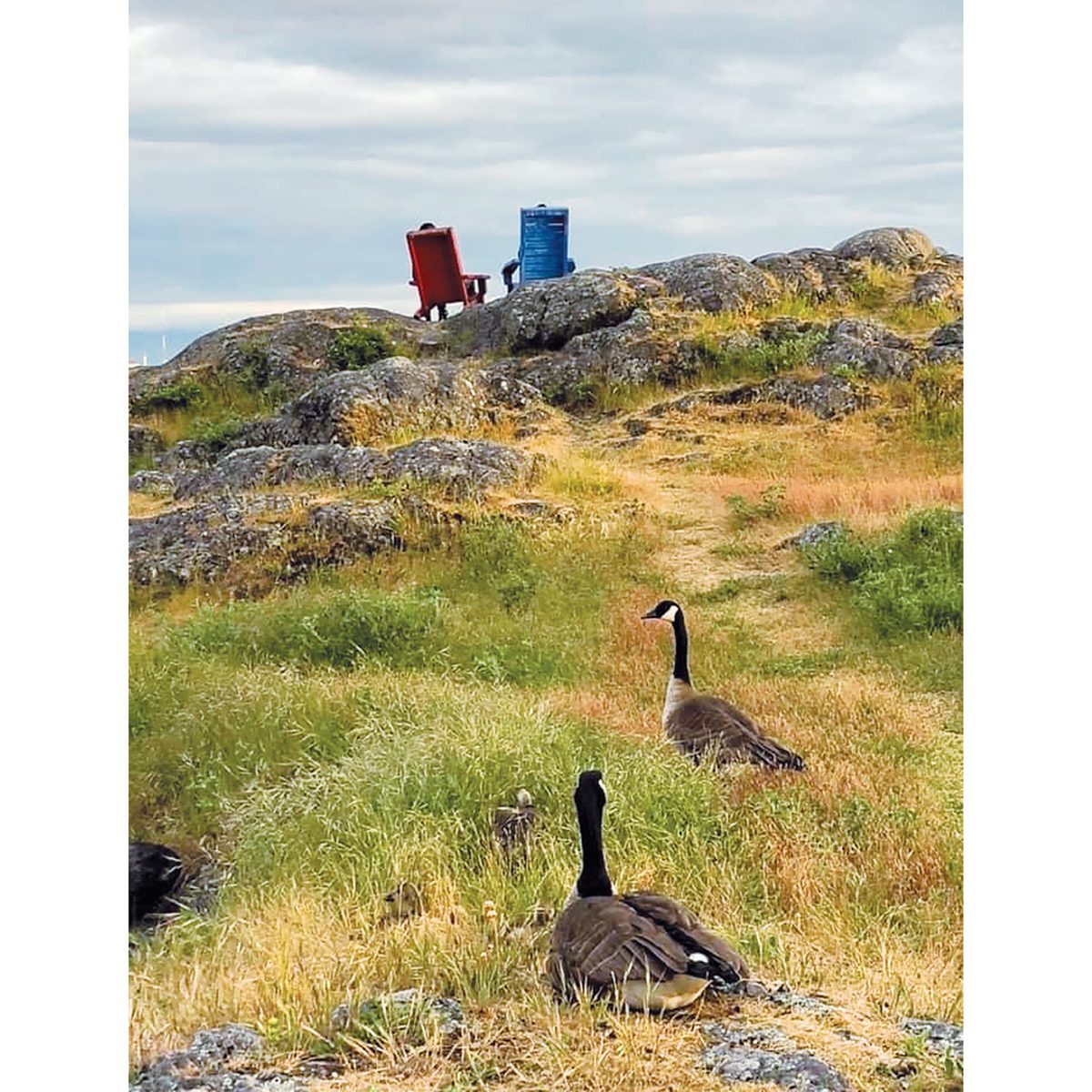 Victoria Attractions - geese at Oak Bay