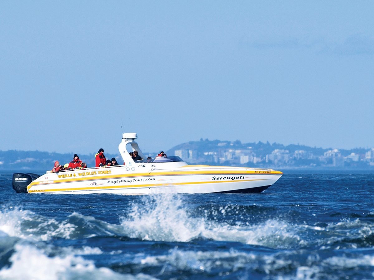 Victoria attractions - whale watching excursion