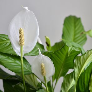 Best air cleaning house plants - peace lily flower