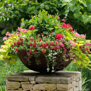 Best annual flowers for pots - container garden arrangement