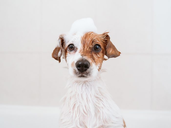 Cornstarch uses - dog bath alternative