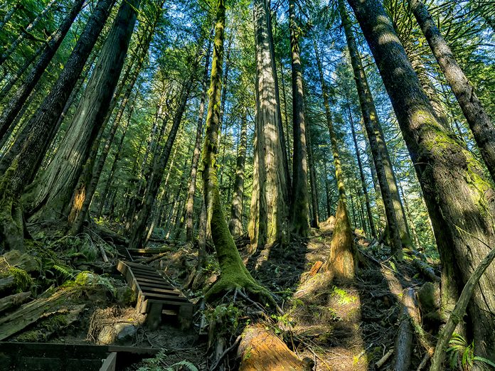 Earth Day Quiz - B.C. Old-Growth Forest