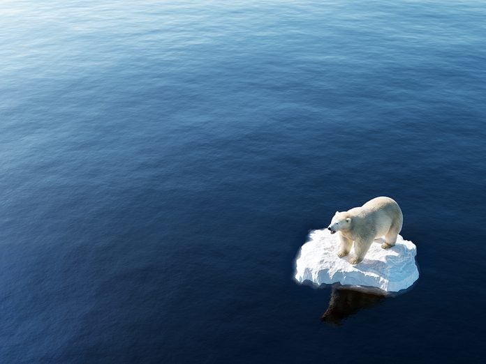 Earth Day Quiz - Climate Change Polar Bear on Melting Ice Caps