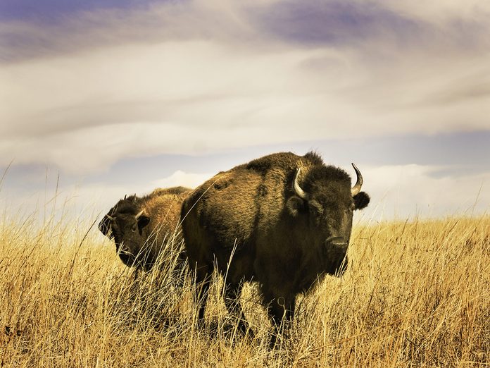 Earth Day Quiz - Plains Bison