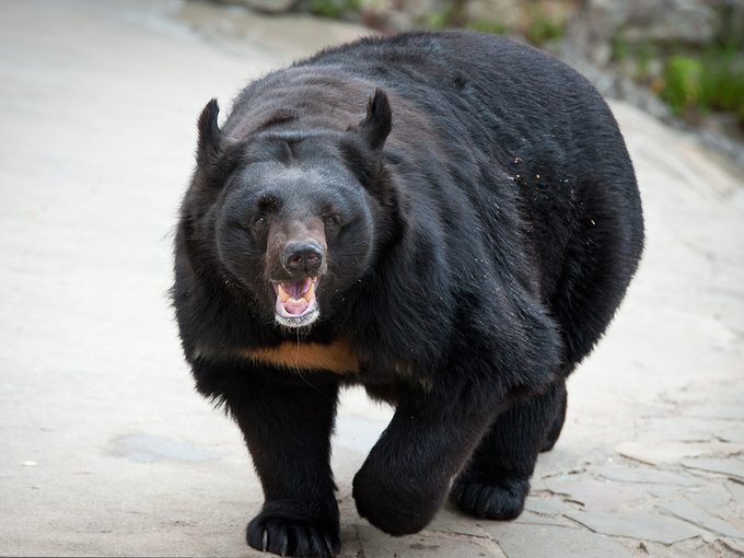 Rogue bear rampage - Photo of a black bear