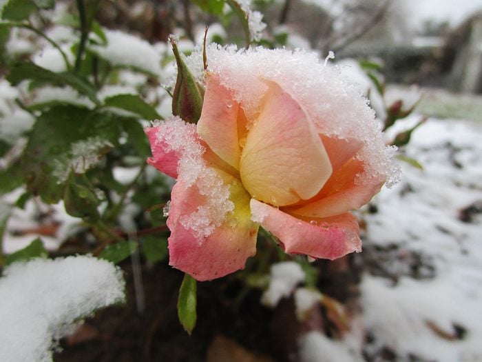Weather Pictures - Rose Covered In Snow