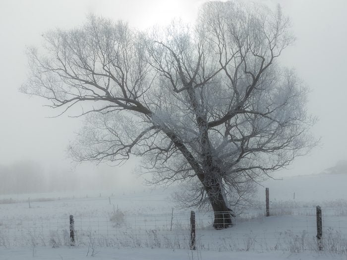 Weather Pictures - Winter Fog